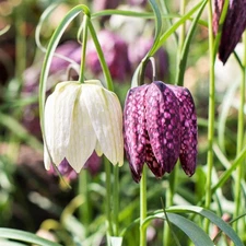Easy to Grow Fritillaria Checkmate Mix 50 Plant Bulbs, Spring Zones 3-8