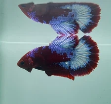 Live Betta Fish High Quality Male Betta Hell Boy HMPK USA Seller S714