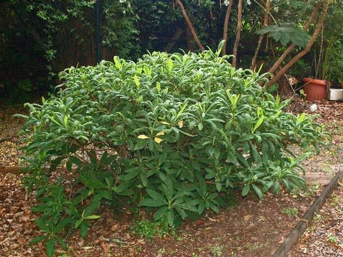 Edgeworthia chrysantha | Paperbush Plant | Oriental Paperbush | 100 Seeds - Picture 6 of 7