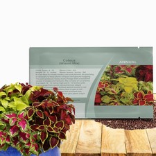 200 Seeds Coleus Seeds - Wizard Flower Seed Mix - Shade Garden Plants