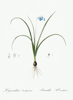 Brimeura Lily Les Liliacees by Pierre Joseph Redouté Print Repro