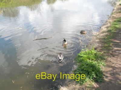 Foto 6x4 Das vielfältige soziale Leben einer Ente Chichester aufgenommen in der Nähe der Sels c2008