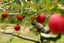 thumbnail 10  - 20 Paradise Apple Seeds (Malus Domestica) | Edible Fruit Tree, Free Shipping USA