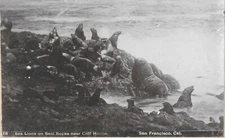 Cabinet Photo Sea Lions on Seal Rock near Cliff House San Francisco California