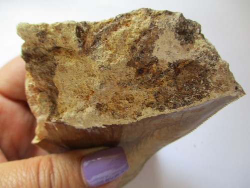 Megladon fossiler Zahn 4,3" große schöne Serationen USA - Bild 6 von 6