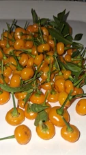 30 Fresh Hot AJI CHARAPITA Chilli Pepper Seeds Organic NONGMO FREE USA Shipping