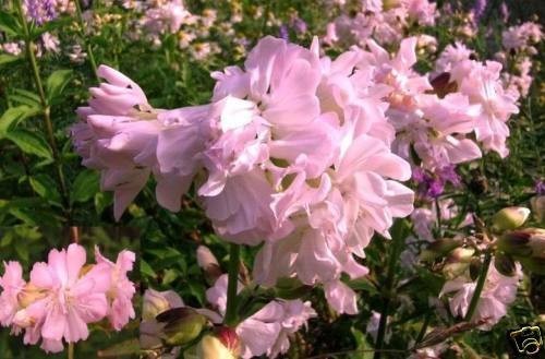 Seifenblumen Pflanze für die Wohnung drinnen Zimmerpflanze gross pflegeleicht