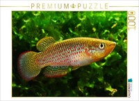 Calvendo Puzzle Pachypanchax Playfairii, Seychelles | 1000 Pieces, Finished Size