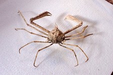 Spider Crab - Pleistacantha moseleyi 24 x 6 cm Crab Taxidermy, Marine Life