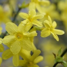 Gelsomino d'inverno 1L - La pianta arbustiva più bella che fiorisce in inve