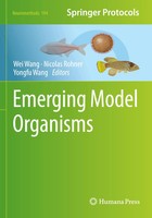 Wei Wang (U. A.) | Emerging Model Organisms | Taschenbuch | Englisch (2022) | Xv