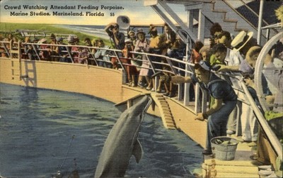 Feeding a porpoise at Marine Studios Marineland Florida  1940s vintage postcard