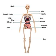 4-Clear Human Body Skeleton Model Kit 3D Human Anatomy Structure Model Kit
