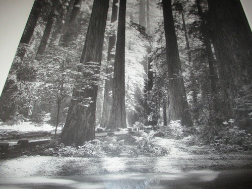 ANSEL ADAMS FIAT LUXE MUSEUM of PHOTOGRAPHY "1966 REDWOODS, FOUNDERS GROVE"RARE - Picture 4 of 5