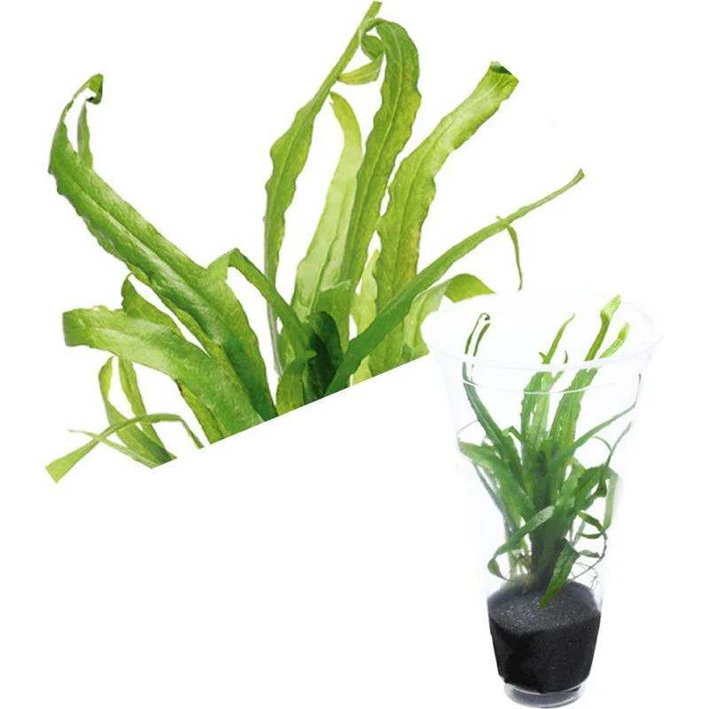 ADA Microsorum pteropus ‘Narrow Leaf’
