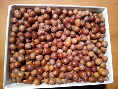 10  Plus Pounds of Acorns Wildlife Feed for Deer, Elk, Hogs, Birds, for treats.