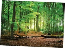 7X5ft Spring Green Forest Thin Vinyl Photo Backdrops Camping Themed Baby 7x5FT