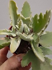 Kalanchoe Foglia Di Quercia Pianta Succulenta Radice Vaso Ø 5.5 Cm