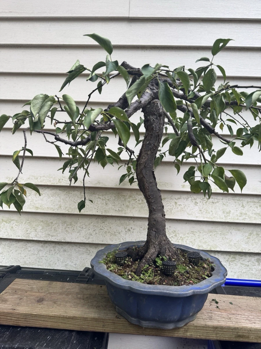Apricot Bonsai for sale - eBay