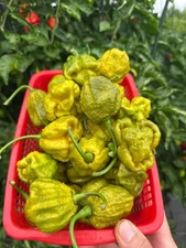 Brain Strain Mustard Pepper Seeds 