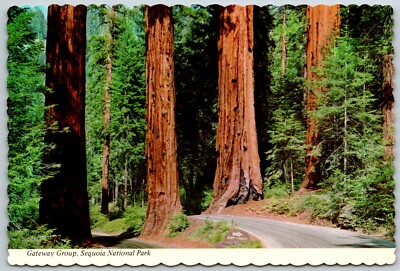 Gateway Group Trees, Sequoia National Park, California - Postcard