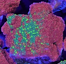 [WYSIWYG] WWC Sunfire Grafted Monti Cap Frag #6 Easy Montipora SPS Live Coral