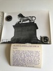 Ancienne Photo De Presse Lion De Waterloo Peint En Blanc 1953 Vandalisme