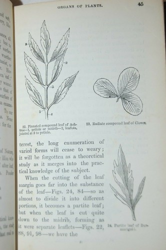 WILD FLOWERS - Where to find, and how to know them. 1860s - Spencer Thomson - VG - Picture 9 of 11