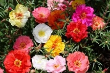 moss rose, PORTULACA double mix, 1000 seeds! GroCo*  (BUY 15 ITEMS-SHIPS FREE)