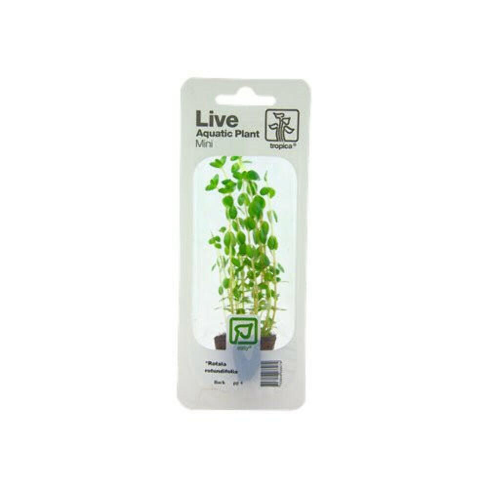 Tropica Rotala Rotundifolia Mini Pot