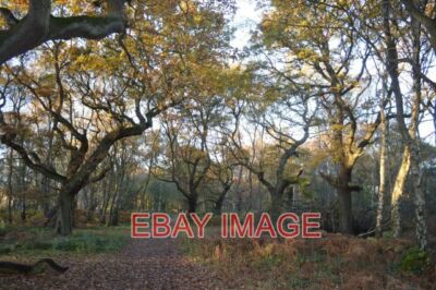 PHOTO  BROCTON COPPICE - 'FOREST OF FANGHORN' ANCIENT COPPICED OAKS IN THE FORME