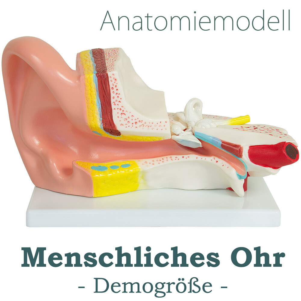 Anatomie Modell Ohr Menschen Anatomisches Ohrmodell menschlicher Körper medmod