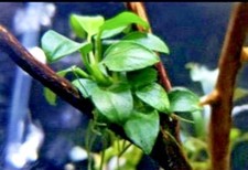 BUY 2 GET 1 FREE Anubias Nana Petite Anubias Plants Live Aquarium Plants