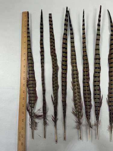 Natural Ringtail PHEASANT Tail Feathers lot of 10 20-22" long - Bild 6 von 6