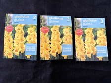 Lot of 3 Packs of Holland Jester Yellow Gladiolus Bulbs 3 bulbs each 