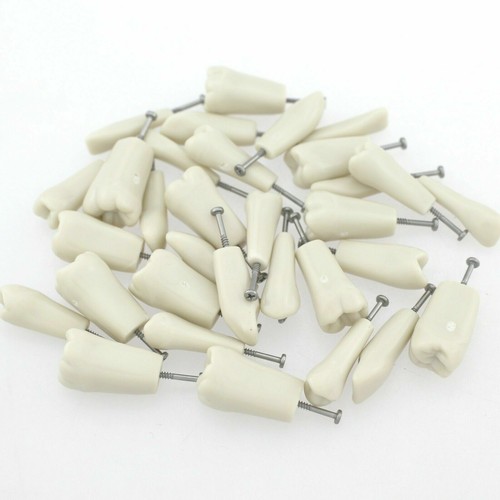 Dental Typodont Replacement Teeth Compatible Columbia 860 Model 32 Pcs Screw-in - Picture 8 of 8