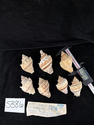 Melongena Corona Shells Lot Of 7 All W/Operculums Florida 1978 (S386)