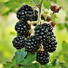 4 Ouachita BlackBerry Bushes Live Plants, High Yield Berry, 5-8