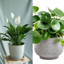 Indoor Plant Set – Peace Lily & Pilea | Air-Purifying + Easy Care | 8.5cm pots