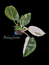 Philodendron White Princess | Live Rooted Highly Variegated Plant 4" Pot