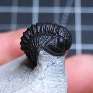 19 mm Gerastos (Proetus) granulosus Trilobite Devonian Arthropod Fossil 3983