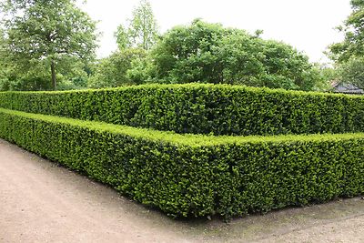 Eibe Taxus baccata Heimische Eibe, 4jhrige Jungpflanze 18 - 24 cm im Topf  | eBay.de