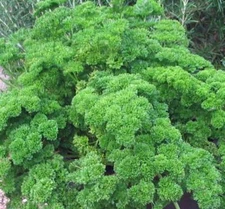 PARSLEY SEED, MOSS CURLED, HEIRLOOM,  NON GMO, 500 SEEDS, PARSLEY SEEDS