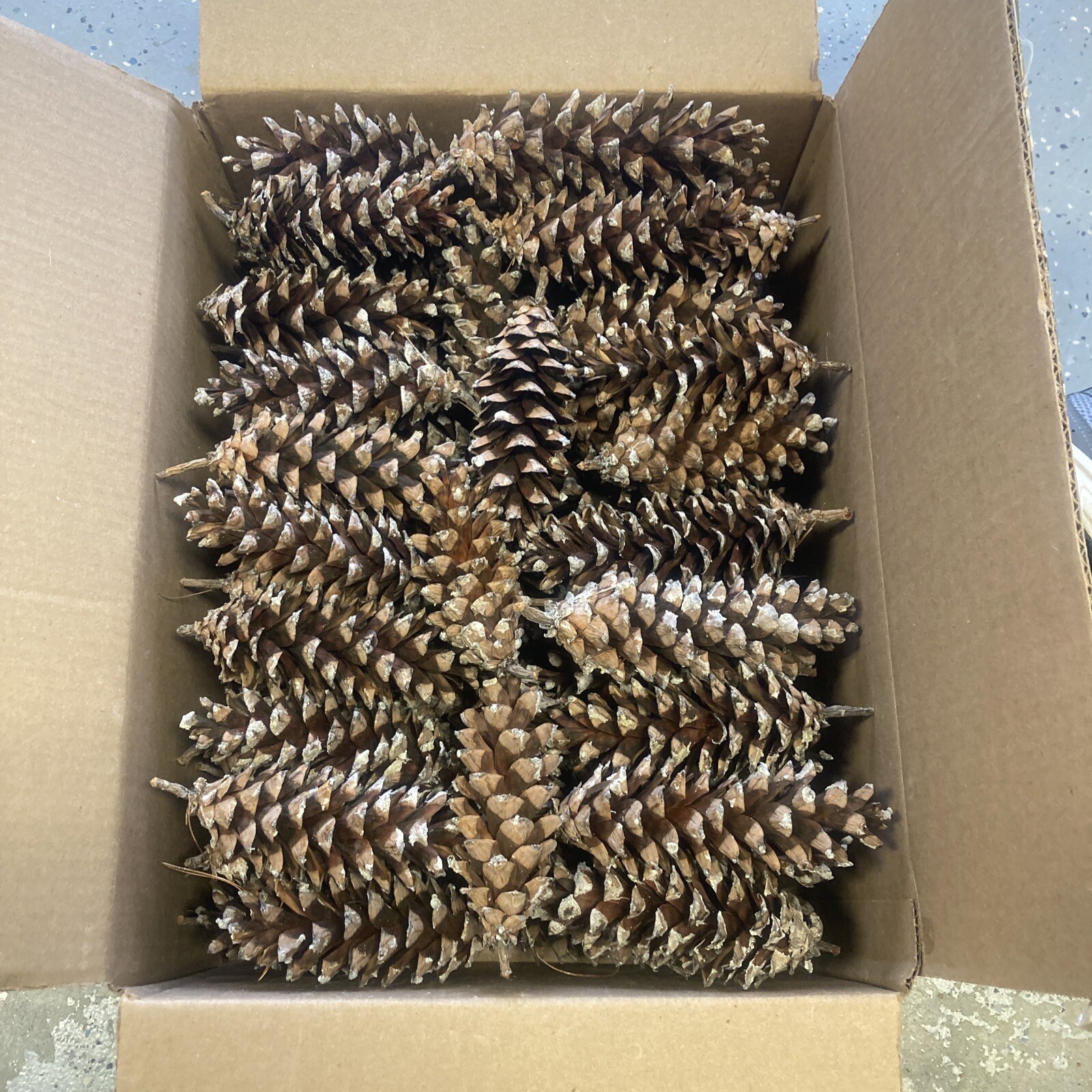Eastern White Pine Cones 4” 6” Natural Holiday Craft 160+ Lot Bulk NH Mountain