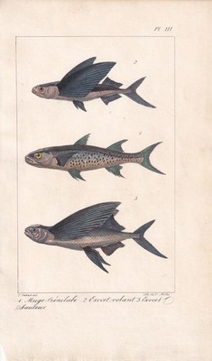 1834 FLYING FISH Fish Print - Hand-Coloured Antique - Art - 5.8 x 8.9 Inches