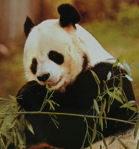 Washinton D.C. Zoo Panda Bear Postcard 1984 - Picture 2 of 3
