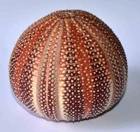 ECHINODERM - ECHINUS ESCULENTUS - 103mm