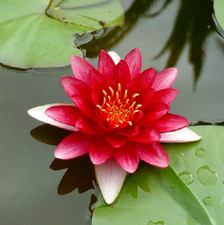 15 semi di Nymphaea ATTRACTION - semi freschi di NINFEA