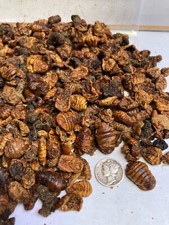 Premium Sun Dried Silkworm Pupae Koi Carp Fish Turtles Reptile Hedgehogs Birds