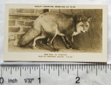 1926 Pattreiouex Real Photos Animals No. CA26 - Red Fox